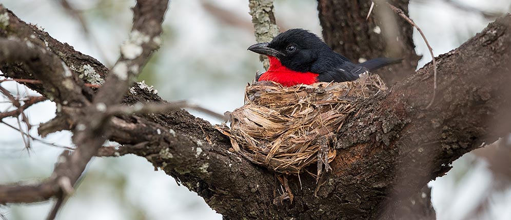 Crimson-breasted Shrike on nest